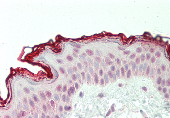 CXXC1 Rabbit Polyclonal Antibody