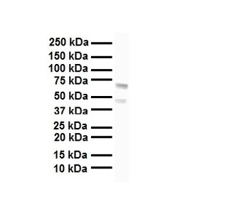 FOXA1 Rabbit Polyclonal Antibody