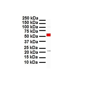 CITED1 Rabbit Polyclonal Antibody