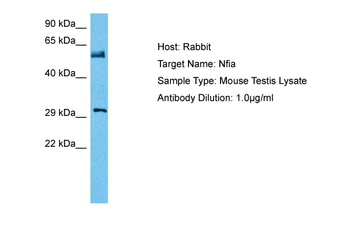 NFIA Rabbit Polyclonal Antibody