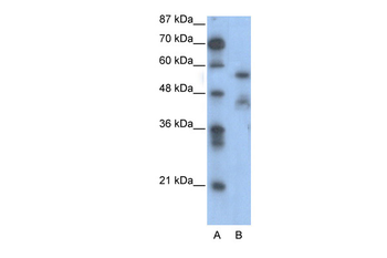 NFIA Rabbit Polyclonal Antibody
