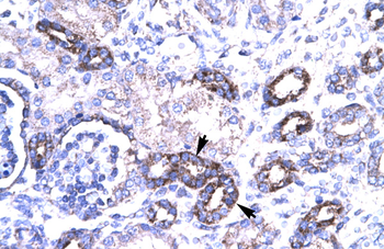 PAWR Rabbit Polyclonal Antibody