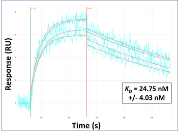 PAX7 Rabbit Polyclonal Antibody