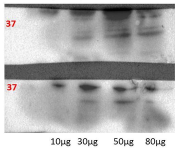 KLF2 Rabbit Polyclonal Antibody