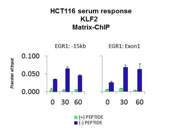 KLF2 Rabbit Polyclonal Antibody