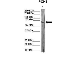 PCK1 Rabbit Polyclonal Antibody