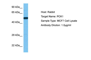 PCK1 Rabbit Polyclonal Antibody
