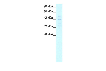 MORF4L1 Rabbit Polyclonal Antibody