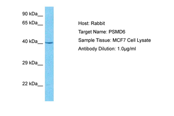 PSMD6 Rabbit Polyclonal Antibody