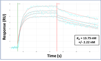 SOX18 Rabbit Polyclonal Antibody