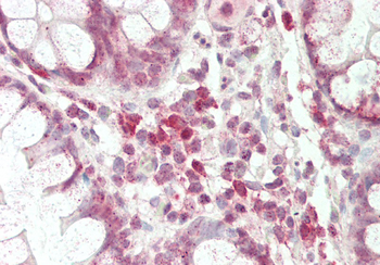 Pou3f1 Rabbit Polyclonal Antibody