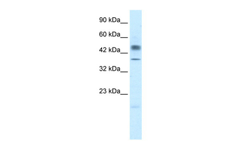 POU3F1 Rabbit Polyclonal Antibody