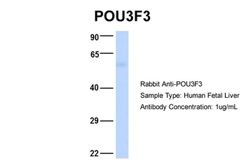POU3F3 Rabbit Polyclonal Antibody