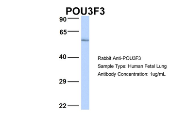 POU3F3 Rabbit Polyclonal Antibody