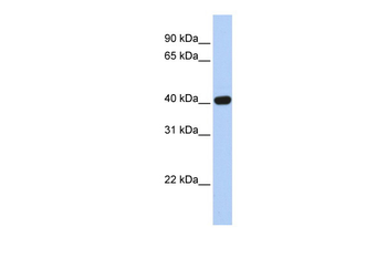 CXADR Rabbit Polyclonal Antibody