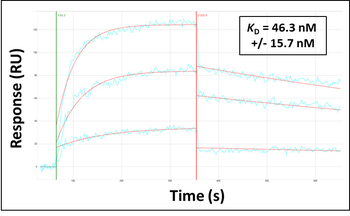 GPR75 Rabbit Polyclonal Antibody