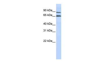 GPR75 Rabbit Polyclonal Antibody