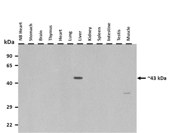 Fa2h Rabbit Polyclonal Antibody