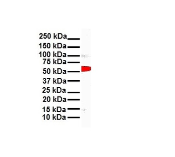 SNAI1 Rabbit Polyclonal Antibody