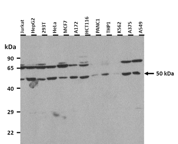 SOX10 Rabbit Polyclonal Antibody