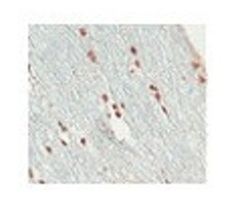 SOX10 Rabbit Polyclonal Antibody