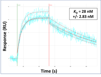 SOX10 Rabbit Polyclonal Antibody