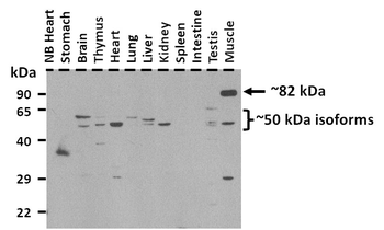 SP3 Rabbit Polyclonal Antibody