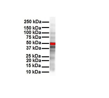 CCND1 Rabbit Polyclonal Antibody