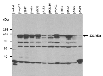 SUPT5H Rabbit Polyclonal Antibody