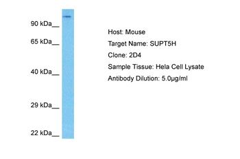 SUPT5H Rabbit Polyclonal Antibody