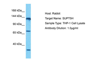 SUPT5H Rabbit Polyclonal Antibody