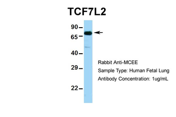 TCF7L2 Rabbit Polyclonal Antibody
