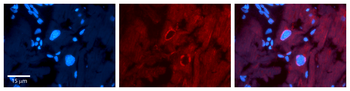SF1 Rabbit Polyclonal Antibody