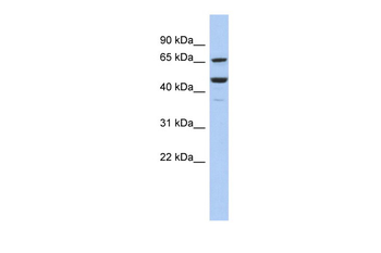 SF1 Rabbit Polyclonal Antibody