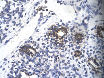 RPS16 Rabbit Polyclonal Antibody