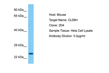 CLDN1 Rabbit Polyclonal Antibody