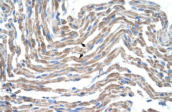 CLDN11 Rabbit Polyclonal Antibody