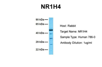 NR1H4 Rabbit Polyclonal Antibody