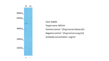 NR1H4 Rabbit Polyclonal Antibody