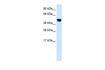 NR1H4 Rabbit Polyclonal Antibody