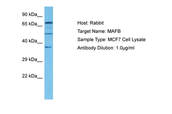 MAFB Rabbit Polyclonal Antibody