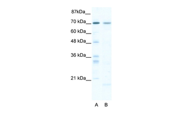 SOX13 Rabbit Polyclonal Antibody