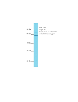 Tbx4 Rabbit Polyclonal Antibody