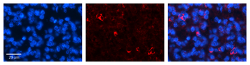 CRSP9 Rabbit Polyclonal Antibody