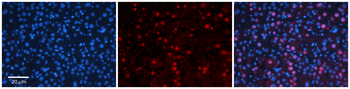 CRSP9 Rabbit Polyclonal Antibody