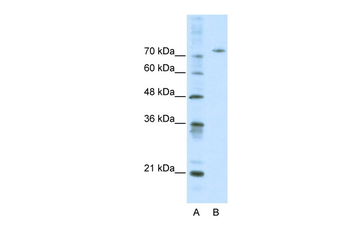 AFM Rabbit Polyclonal Antibody