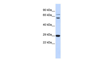 CD40LG Rabbit Polyclonal Antibody