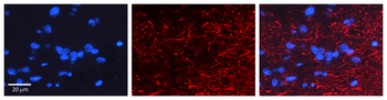 RGS6 Rabbit Polyclonal Antibody