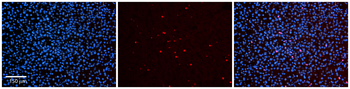 Ppara Rabbit Polyclonal Antibody