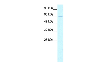 XRCC5 Rabbit Polyclonal Antibody